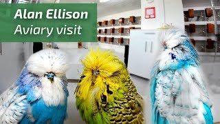 EXTREME BUDGERIGARS Exhibition budgiesPERIQUITOS Alan Ellison UK Budgie Planet🌍 [upl. by Allred]