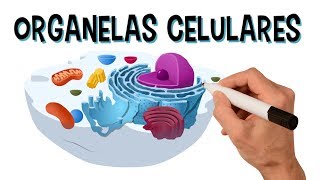 ✅ PRINCIPAIS ORGANELAS CELULARES E SUAS FUNÇÕES  Vídeo animado [upl. by Mosora711]