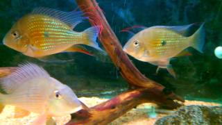 Acarichthys heckelii  threadfin acara [upl. by Anirtap]