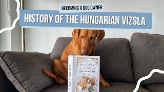 The Fascinating History of the Hungarian Vizsla  Magyar Vizsla Origins [upl. by Bunker]