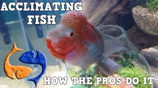 How The Pros Acclimate Fish Tank Talk Presented by KGTropicals [upl. by Flavius615]