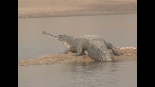 Gharials and mugger crocodiles Chambal River India [upl. by Frey]