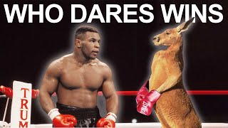 Why Humans Force Kangaroos Into Boxing [upl. by Grannie]