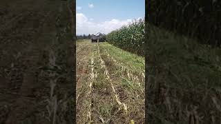 Silage choppingUsing the two row independent forage chopper [upl. by Ertsevlis]