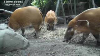 Bronx Zoo Red River Hog Family [upl. by Anez]