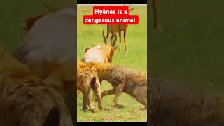 Hyène is à very dangerous animal wildlife hyena lion giraffe gira [upl. by Aerdnas]