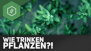 Wie trinken Pflanzen [upl. by Yrem]