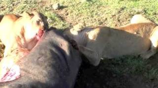 Ngorongoro Crater  Lions Feed on Fresh Kill [upl. by Eannej]