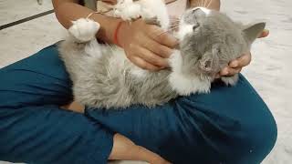 cat deworming l how to deworming cats and kittens l symptoms of cats worm 🐛 🪱 l cat deworming l [upl. by Antipus]