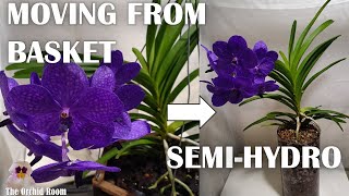 Vanda UnBasketing Converting Vandas to SemiHydro [upl. by Ydnys234]