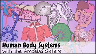 Human Body Systems Functions Overview The 11 Champions Older Video 2016 [upl. by Him]