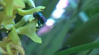 Orchid Bees  Euglossa [upl. by Steady622]