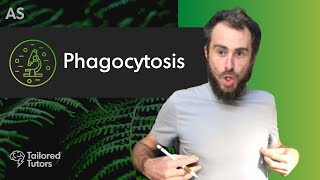 Phagocytosis  A Level Biology Tutorial  OCR [upl. by Magen]