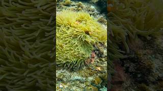 El Nido Palawan Snorkeling travel philippines elnidopalawan kmjs [upl. by Hotze]