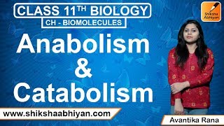 Anabolism and Catabolism  Biomolecules  CBSE Class 11 Biology [upl. by Tterrab125]