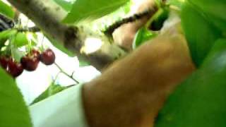 Extremely Fast cherry picking from an experienced cherry picker [upl. by Stronski724]