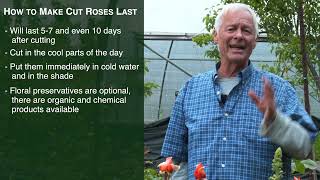 Selecting Rose Classes and Varieties for Cut Flower Production [upl. by Oiromed602]