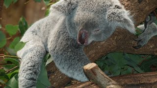 10 Fascinating Facts About Koalas AI Generated [upl. by Ahsiken]