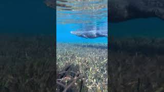 Gator Swims Past Kayaking Tour in Florida [upl. by Ker543]