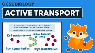 Active Transport  GCSE Biology [upl. by Caundra]