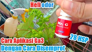 Cara Ga3 Anggur Dengan Cara Disemprot ‼️Heliodor 28 Hsp‼️ [upl. by Ylecara]