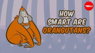 How smart are orangutans  Lu Gao [upl. by Adniralc]