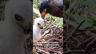 Burung elang mengajari anaknya bagai mana berbuat faktaunik animals short [upl. by Aiahc]