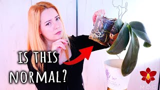 Orchid roots growing out of the pot 😱 What to do 🤷‍♀️  Orchid Care for Beginners [upl. by Yerag970]