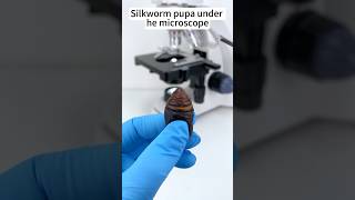 Silkworm pupa at 400X looks amazingunderthemicroscope science [upl. by Ysdnyl]