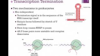 180Transcription Elongation amp Termination [upl. by Ardnuhsal]