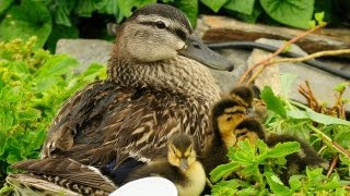 Ducklings First Time Swim In Creek [upl. by Nimaynib83]