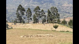 Full Cosecha de Trigo en la Sierra Piurana [upl. by Ydnys]