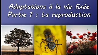 Cours TS  Adaptations à la vie fixée  Partie 1  La reproduction [upl. by Frohne]