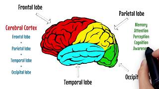 Brodmann areas of the cerebral cortex  Lobes of the brain Structure and function  Neuroanatomy [upl. by Buchheim29]