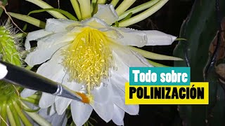 Polinización en Pitahaya  Cómo y Por Qué se hace [upl. by Ettenel]