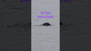 OTTER BATHTIME seaotter tendering boat boatlife cuteanimals alaska [upl. by Eioj820]