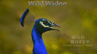 Peacock Dance WildWidee Peacock how to viral videos on you tube video viral krishna [upl. by Atinna663]