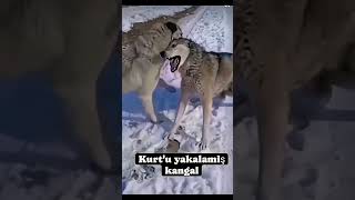 Kangal 😈 VS Wolf 🐺  Turkish Shepherd  KurtKangal Dog [upl. by Covell]