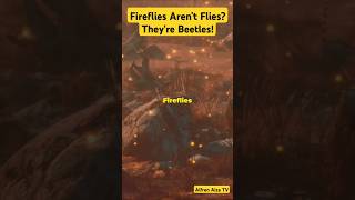 Fireflies Arent Flies Theyre Beetles [upl. by Nemzzaj350]