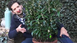 Sarcococca Winter Gem by Concept Plants [upl. by Markland]