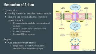 Nifedipine for High Blood Pressure [upl. by Varion106]