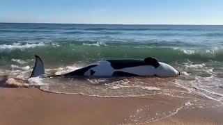 Killer whale dies after grounding itself on Florida beach [upl. by Verdha]