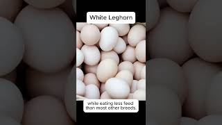 Chicken Breeds White Leghorn [upl. by Yetac]