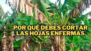 La Importancia de Cortar las Hojas del Plátano en el Cultivo para Incrementar la Producción [upl. by Nosyerg]