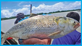 Live Hilsa Fish Catching Skill in Clean Bangladeshi River [upl. by Atsejam207]