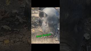 Meet Wattles homesteading piglet viral [upl. by Ahsirtak808]