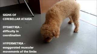 Neurological Disease Cerebellar Ataxia in an older poodle [upl. by Glaudia]