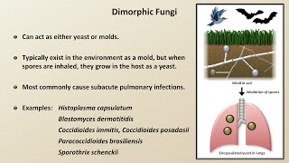 Classification and Structure of Fungi Fungal Infections  Lesson 1 [upl. by Fitzgerald568]