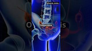 Process Of Oogenesis oogenesis reproduction [upl. by Annerol]