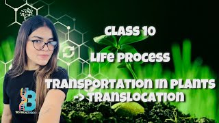 CLASS 10  LIFE PROCESS  TRANSPORTATION IN PLANTS TRANSLOCATION [upl. by Inaffit33]